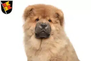 Mehr über den Artikel erfahren Chow-Chow Züchter und Welpen in Würzburg