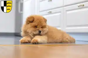 Mehr über den Artikel erfahren Chow-Chow Züchter und Welpen im Zollernalbkreis