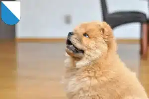 Mehr über den Artikel erfahren Chow-Chow Züchter und Welpen in Zürich