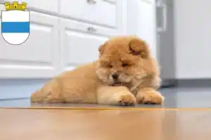 Mehr über den Artikel erfahren Chow-Chow Züchter und Welpen in Zug