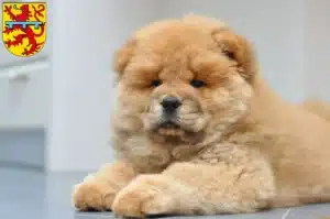 Mehr über den Artikel erfahren Chow-Chow Züchter und Welpen in Zweibrücken