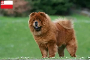 Mehr über den Artikel erfahren Chow-Chow Züchter und Welpen in Utrecht
