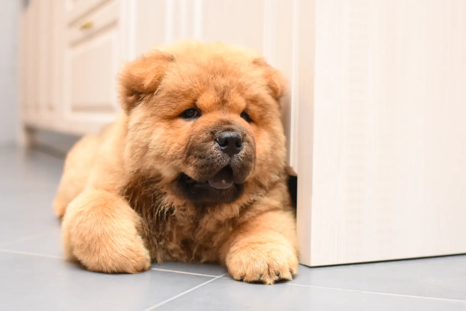 Einen Chow-Chow Welpen zu kaufen, bedeutet Verantwortung zu übernehmen! Chow-Chow Welpen kaufen.