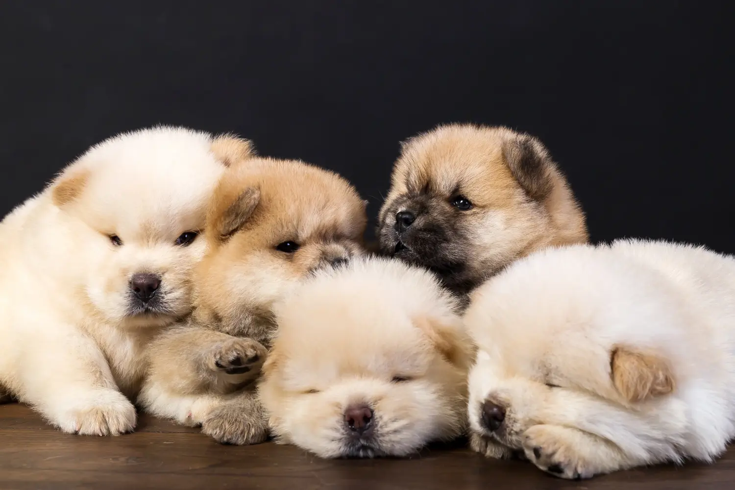 Einen Chow-Chow Welpen zu kaufen, bedeutet Verantwortung zu übernehmen! Chow-Chow Welpen kaufen.