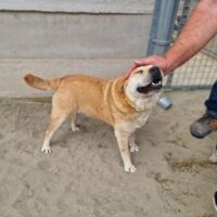 HERTA: Gute-Laune-Hund (40cm / 14 kg)