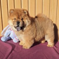 Chow-Chow Welpen, Zwinger Hary-Ming
