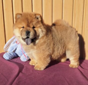 Chow-Chow Welpen, Zwinger Hary-Ming