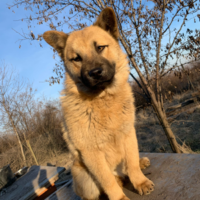 Baloo, männlich, geboren 09/2024, Chow Chow aus dem rumänischen Tierschutz