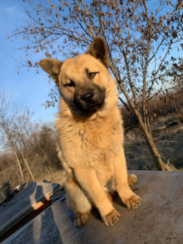 Baloo, männlich, geboren 09/2024, Chow Chow aus dem rumänischen Tierschutz