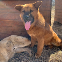 Koda, männlich, geboren 09/2024, Chow Chow aus dem rumänischen Tierschutz