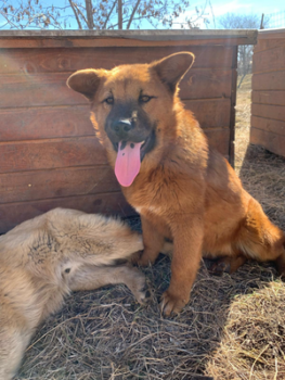 Koda, männlich, geboren 09/2024, Chow Chow aus dem rumänischen Tierschutz