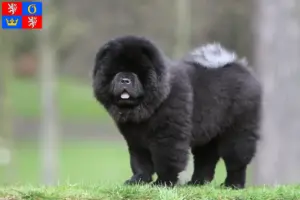 Mehr über den Artikel erfahren Chow-Chow Züchter und Welpen in Hradec Králové