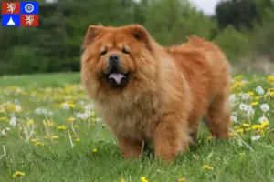 Mehr über den Artikel erfahren Chow-Chow Züchter und Welpen in Liberec