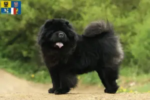 Mehr über den Artikel erfahren Chow-Chow Züchter und Welpen in Mähren-Schlesien