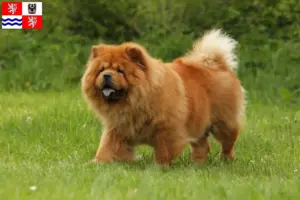 Mehr über den Artikel erfahren Chow-Chow Züchter und Welpen in Mittelböhmen