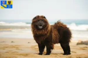 Mehr über den Artikel erfahren Chow-Chow Züchter und Welpen in Olmütz