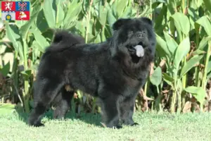 Mehr über den Artikel erfahren Chow-Chow Züchter und Welpen in Pardubice