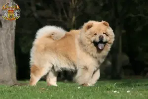 Mehr über den Artikel erfahren Chow-Chow Züchter und Welpen in Prag