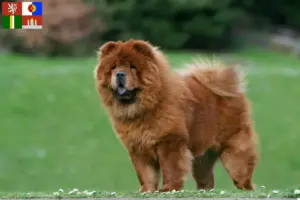 Mehr über den Artikel erfahren Chow-Chow Züchter und Welpen in Südböhmen