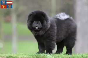 Mehr über den Artikel erfahren Chow-Chow Züchter und Welpen in Südmähren