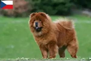 Mehr über den Artikel erfahren Chow-Chow Züchter und Welpen in Tschechien