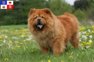 Mehr über den Artikel erfahren Chow-Chow Züchter und Welpen in Vysočina