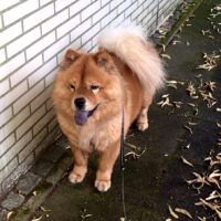 Chow Chow Hündin
