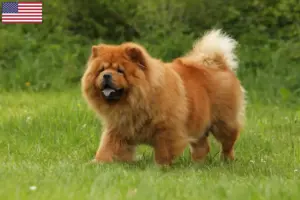 Mehr über den Artikel erfahren Chow-Chow Züchter und Welpen in den USA