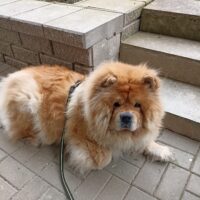 Chow-Chow Rüde Veit sucht ein neues zu Hause