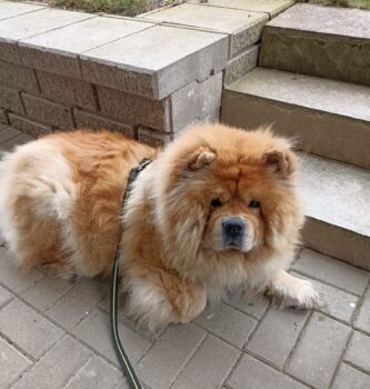 Chow-Chow Rüde Veit sucht ein neues zu Hause