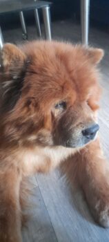 Bobby sucht ein zuhause