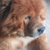 Bobby sucht ein zuhause
