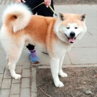 RAY - Akita Inu