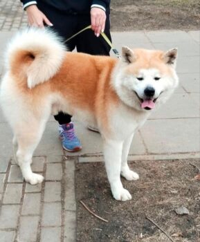 RAY - Akita Inu