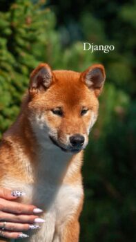 DJANGO - Shiba Inu - ca. 1 Jahr