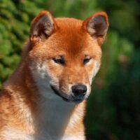 DJANGO - Shiba Inu - ca. 1 Jahr