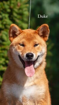 DUKE - Shiba Inu - ca. 1 Jahr