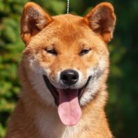 DUKE - Shiba Inu - ca. 1 Jahr