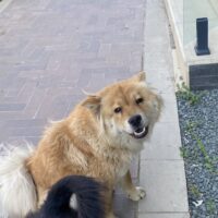 Chow Chow Weibchen in Not