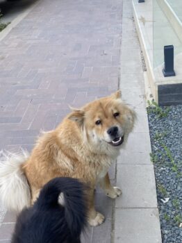 Chow Chow Weibchen in Not
