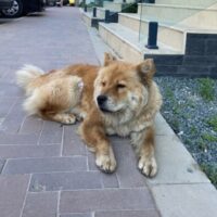 Chow Chow Weibchen in Not