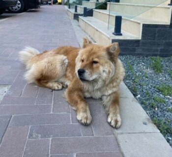 Chow Chow Weibchen in Not