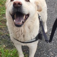 Aury, ein Chow Mix aus dem Canile