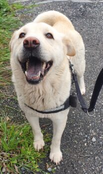Aury, ein Chow Mix aus dem Canile