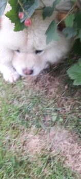 Bella Chow-chow sucht ein Zuhause