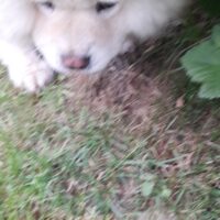 Bella Chow-chow sucht ein Zuhause