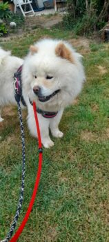Bella Chow-chow sucht ein Zuhause