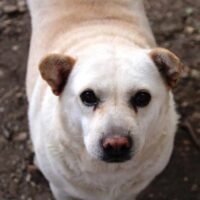 Halrun (weibl., geb. ca. Mai 2017) - möchte zum Kuscheln am liebsten in den Menschen reinkriechen...