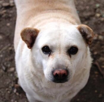 Halrun (weibl., geb. ca. Mai 2017) - möchte zum Kuscheln am liebsten in den Menschen reinkriechen...