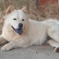 Kuschelige weiße Chow-Chow-Hündin Princess sucht ein Zuhause